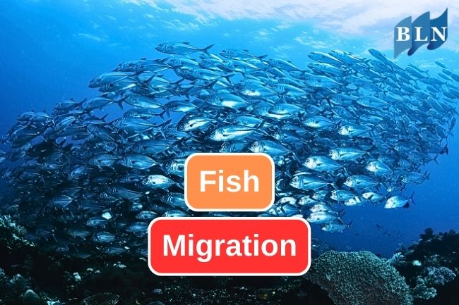 What Are Fish Migration And The Reason Behind It